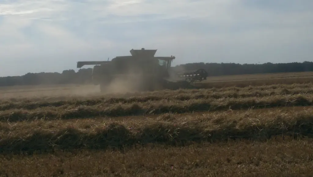 Erntearbeiten auf einem Feld
